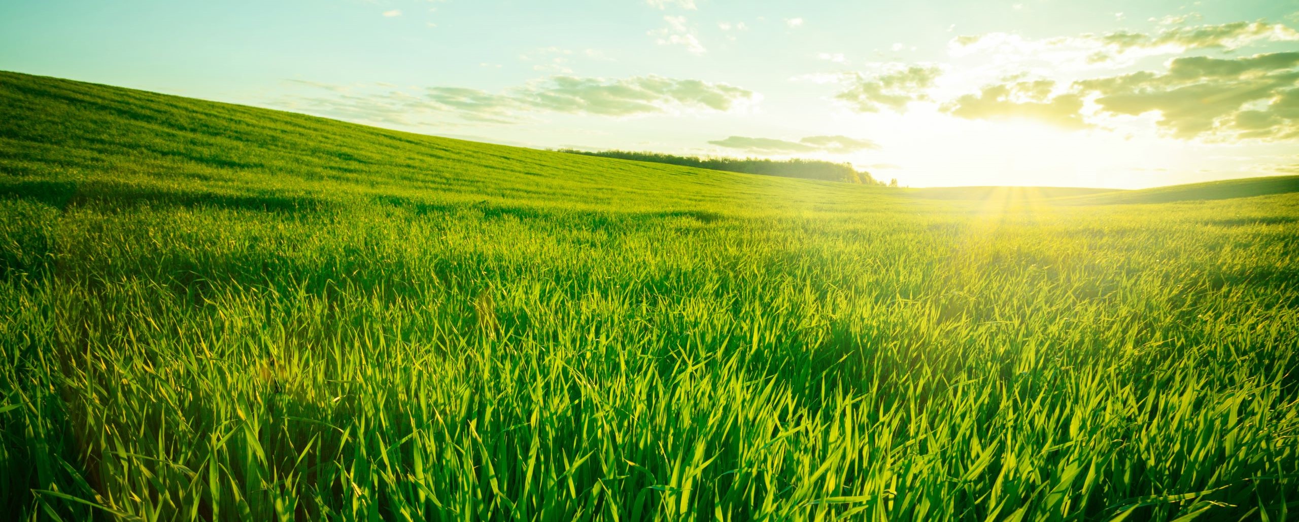 cf-grassland-shutterstock_391571881-2560x1030-1
