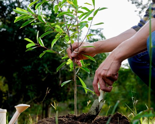 Planting a tree. Close-up on young man planting the tree, then watering the tree. Environment and ecology concept